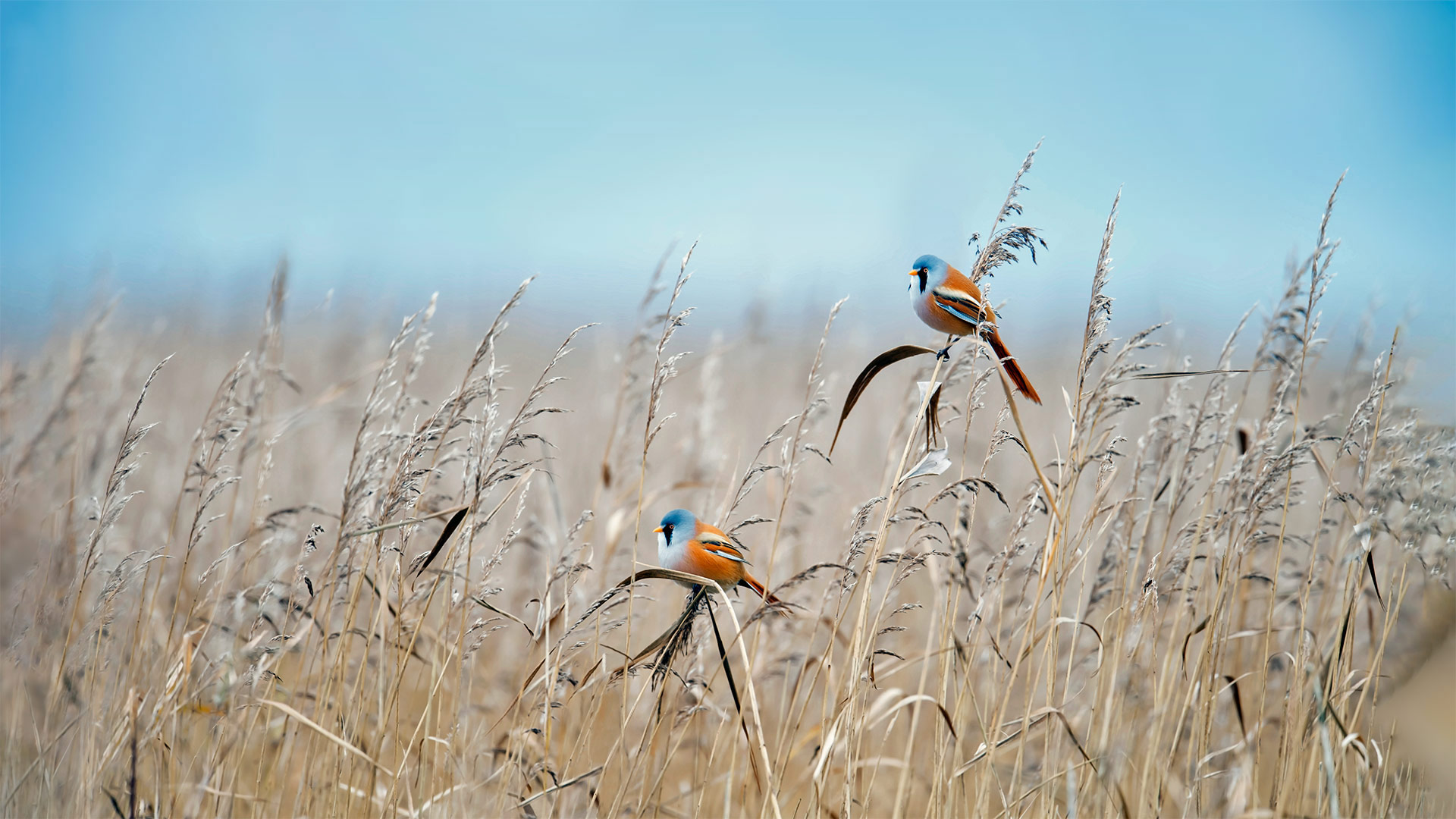 20220828 Bearded reedlings, Flevoland, Netherlands 1920x1080